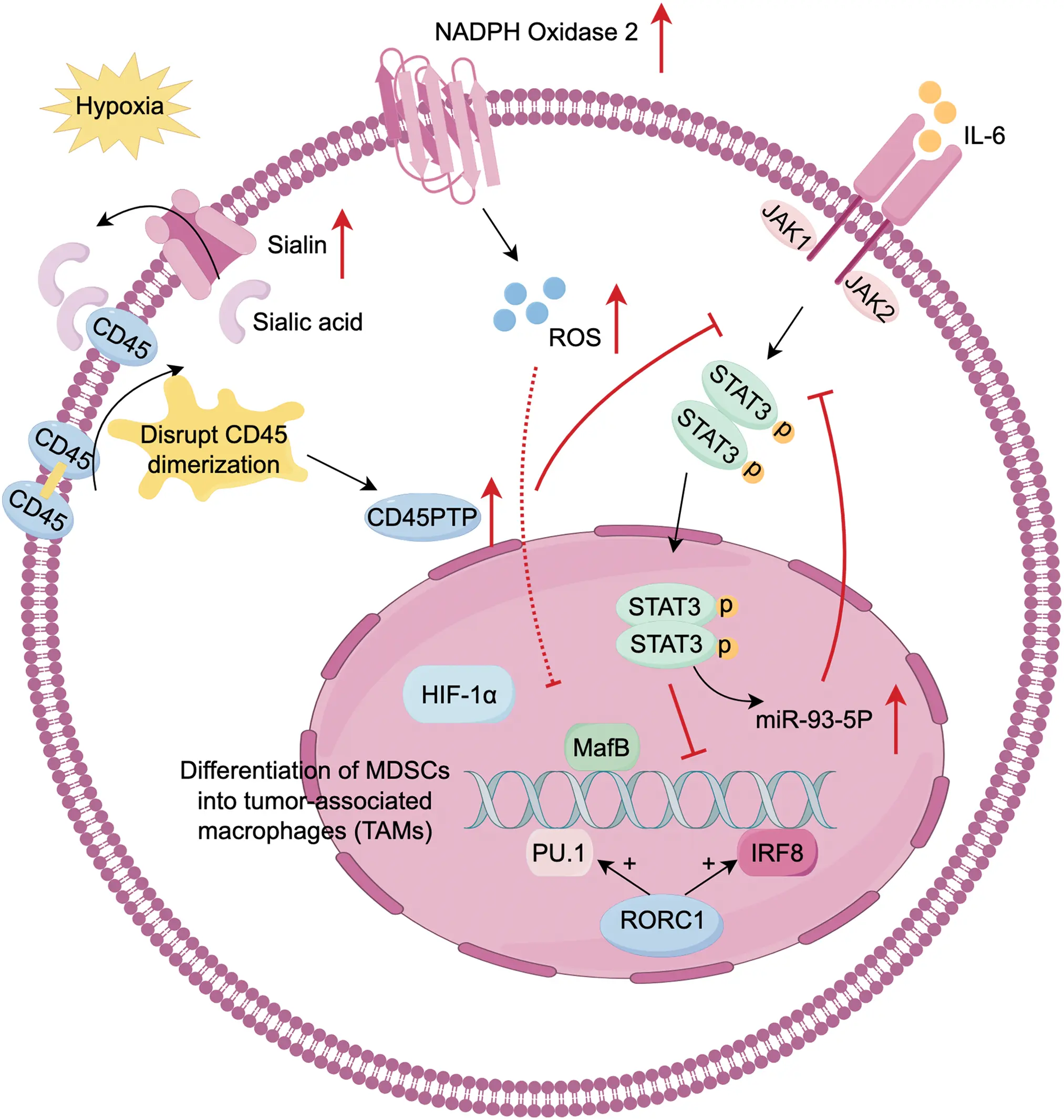 OR | Free Full-Text | Plasticity of myeloid-derived suppressor cells in ...