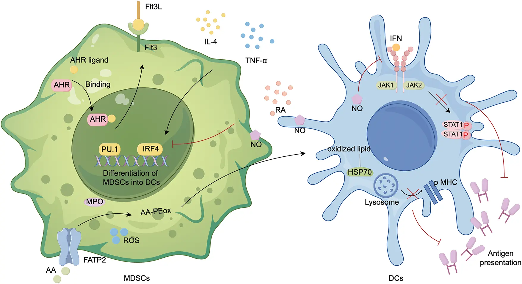 OR | Free Full-Text | Plasticity of myeloid-derived suppressor cells in ...