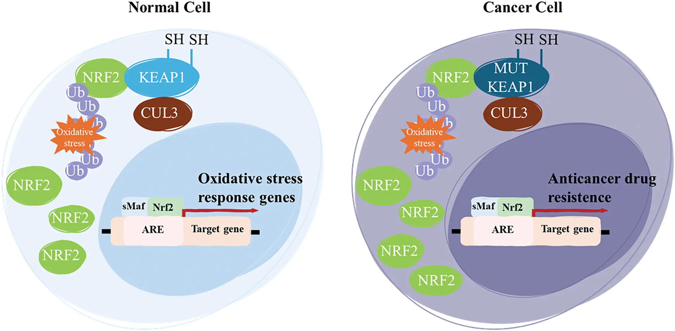 OR | Free Full-Text | The impact of oxidative stress and the NRF2-KEAP1 ...