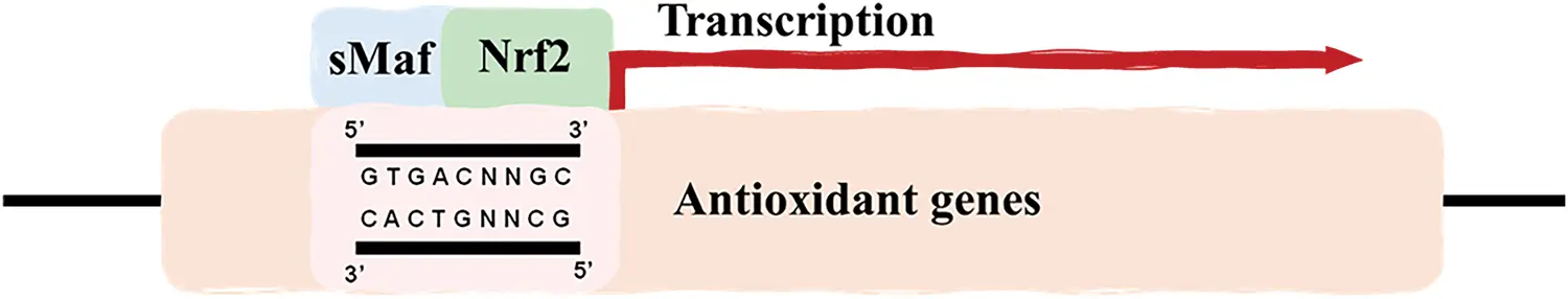 OR | Free Full-Text | The impact of oxidative stress and the NRF2-KEAP1 ...
