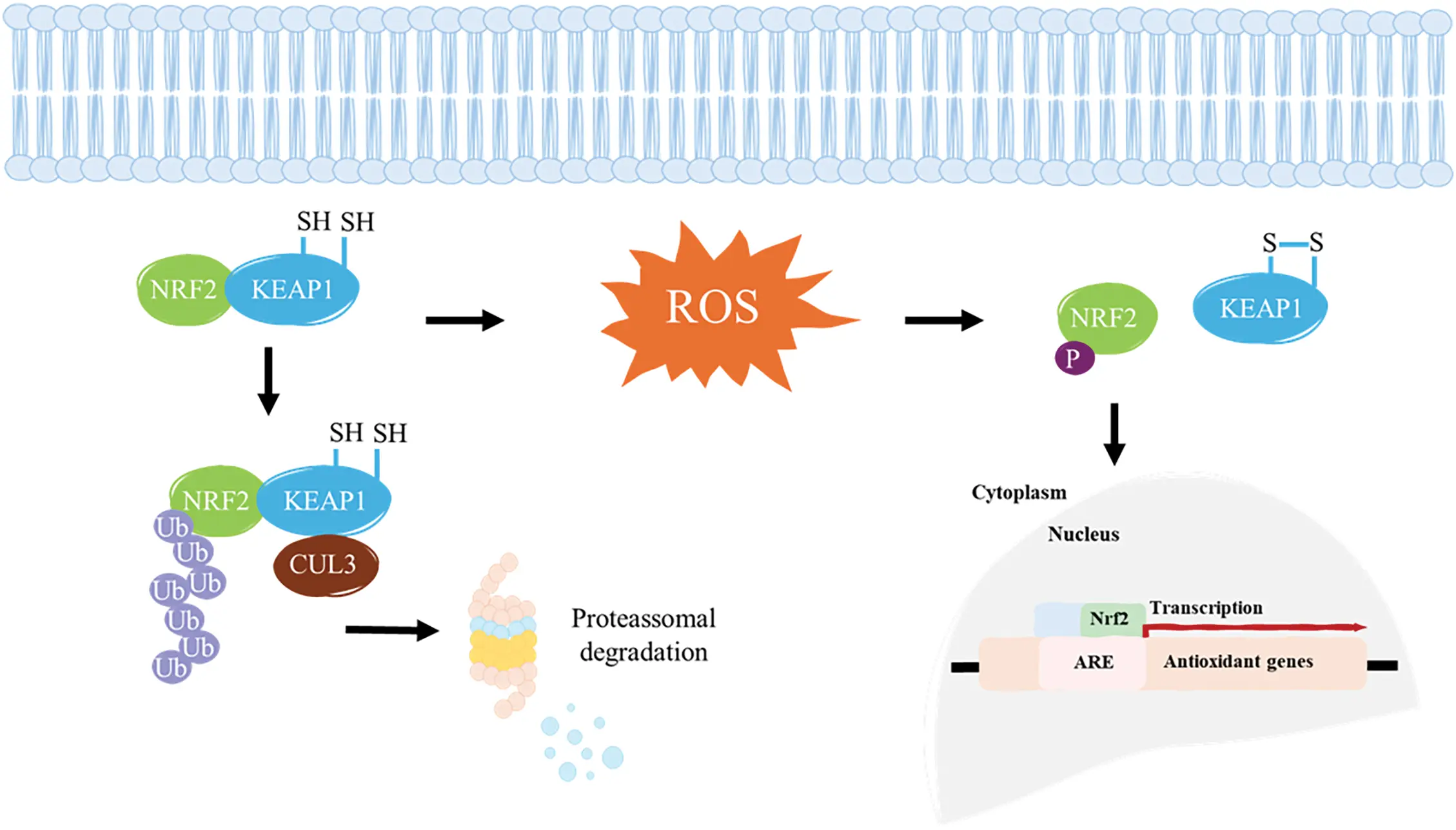 OR | Free Full-Text | The impact of oxidative stress and the NRF2-KEAP1 ...