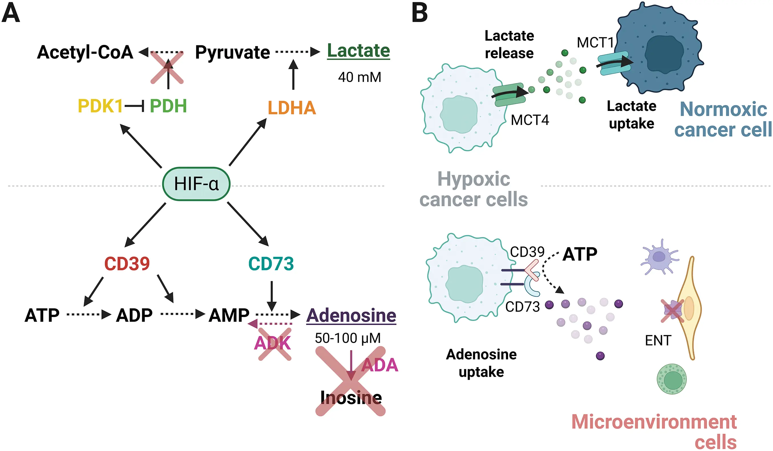 OR | Free Full-Text | Hypoxic link between cancer cells and the immune ...