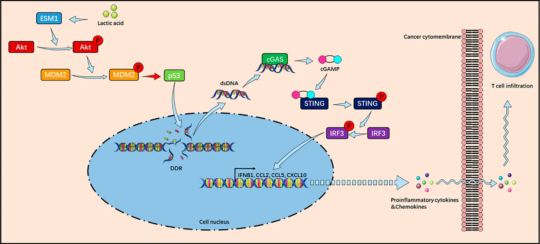 Esm1 Signalling Pathways OR | Free Full-Text | Lactic Acid Drives ESM1 to Attenuate DNA Damage ...