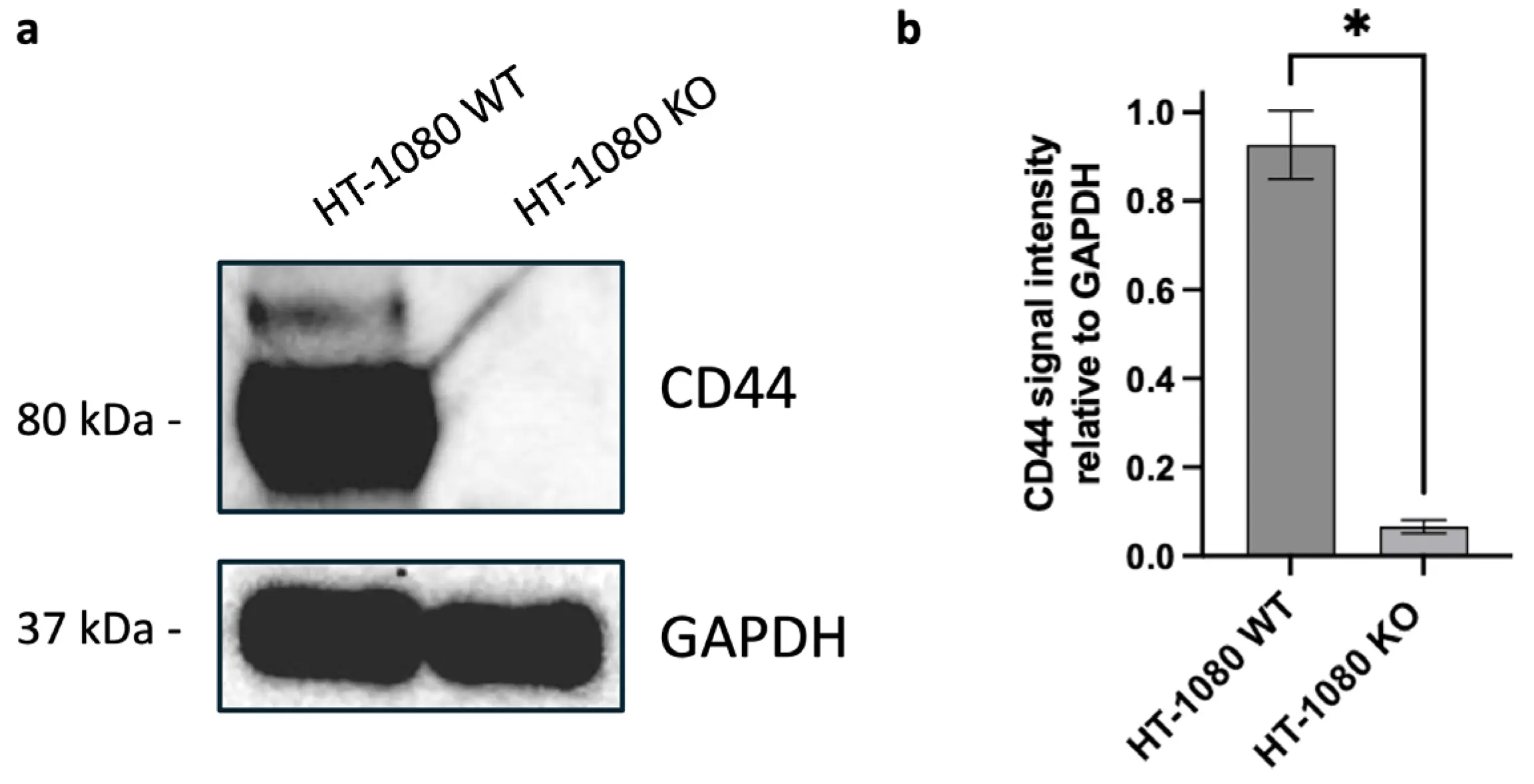 OR | Free Full-Text | Exploring the Role of CD44 in the Progression and ...