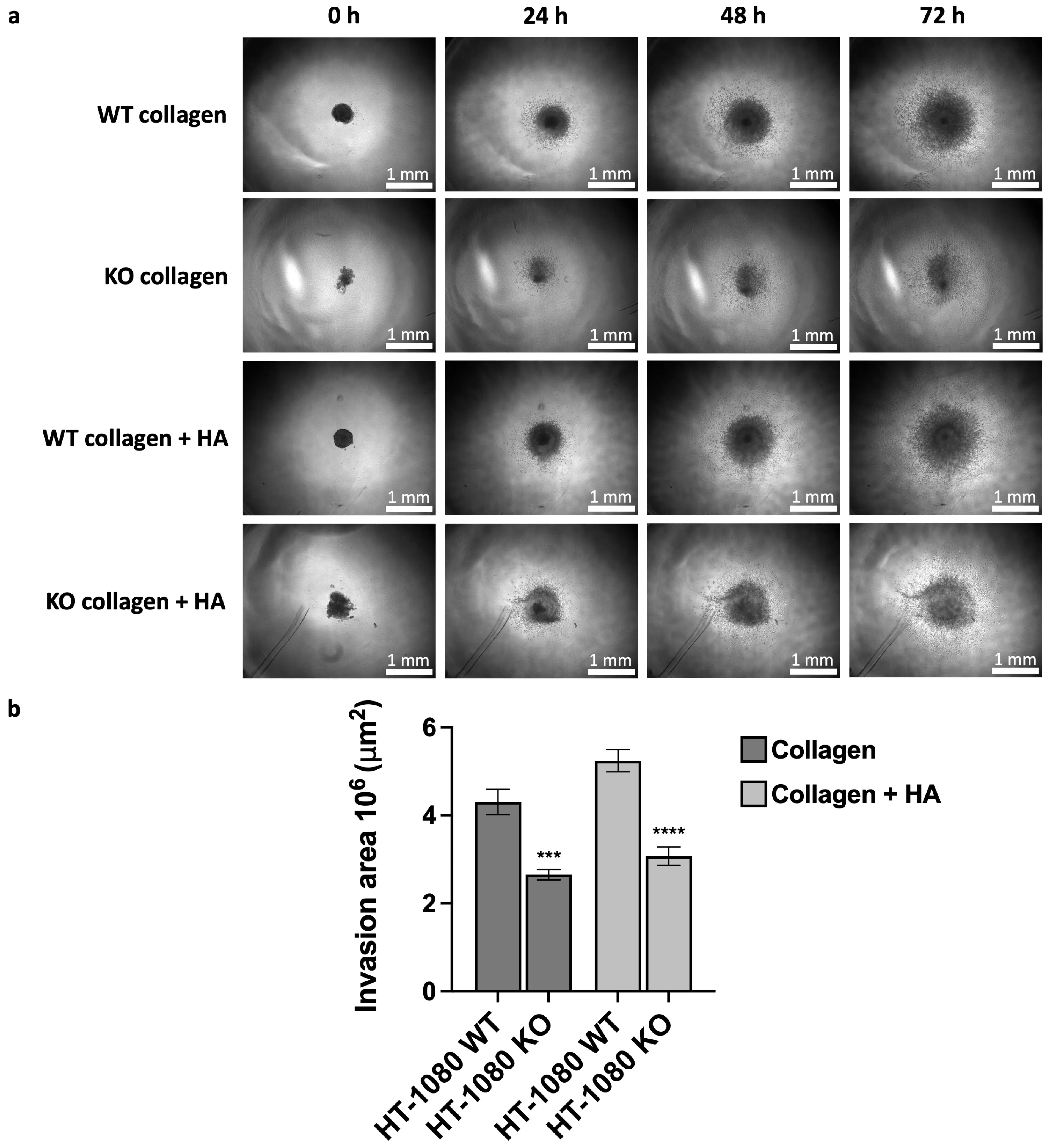 OR | Free Full-Text | Exploring the Role of CD44 in the Progression and ...