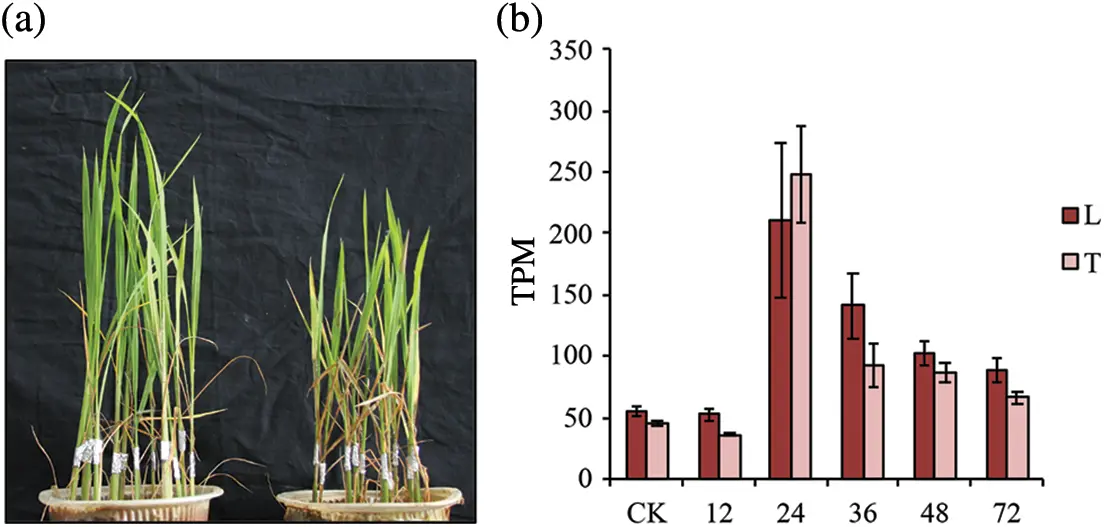 Inv4 Rice PHYTON | Free Full-Text | Intron Retention Fine-Tunes the Resistance of ...