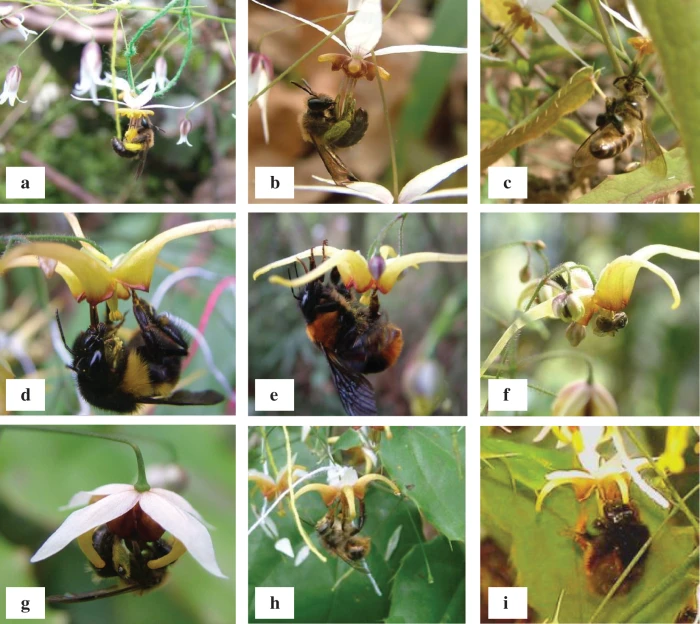 Reproductive Biology of Fritillaria aurea Schott (Liliaceae