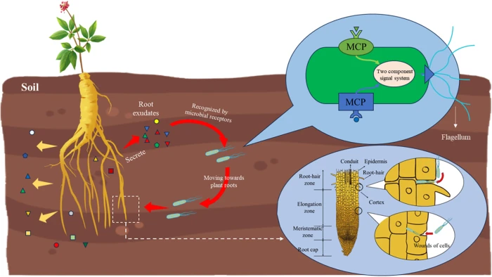 PHYTON | Free Full-Text | Microbial Fertilizer: A Sustainable