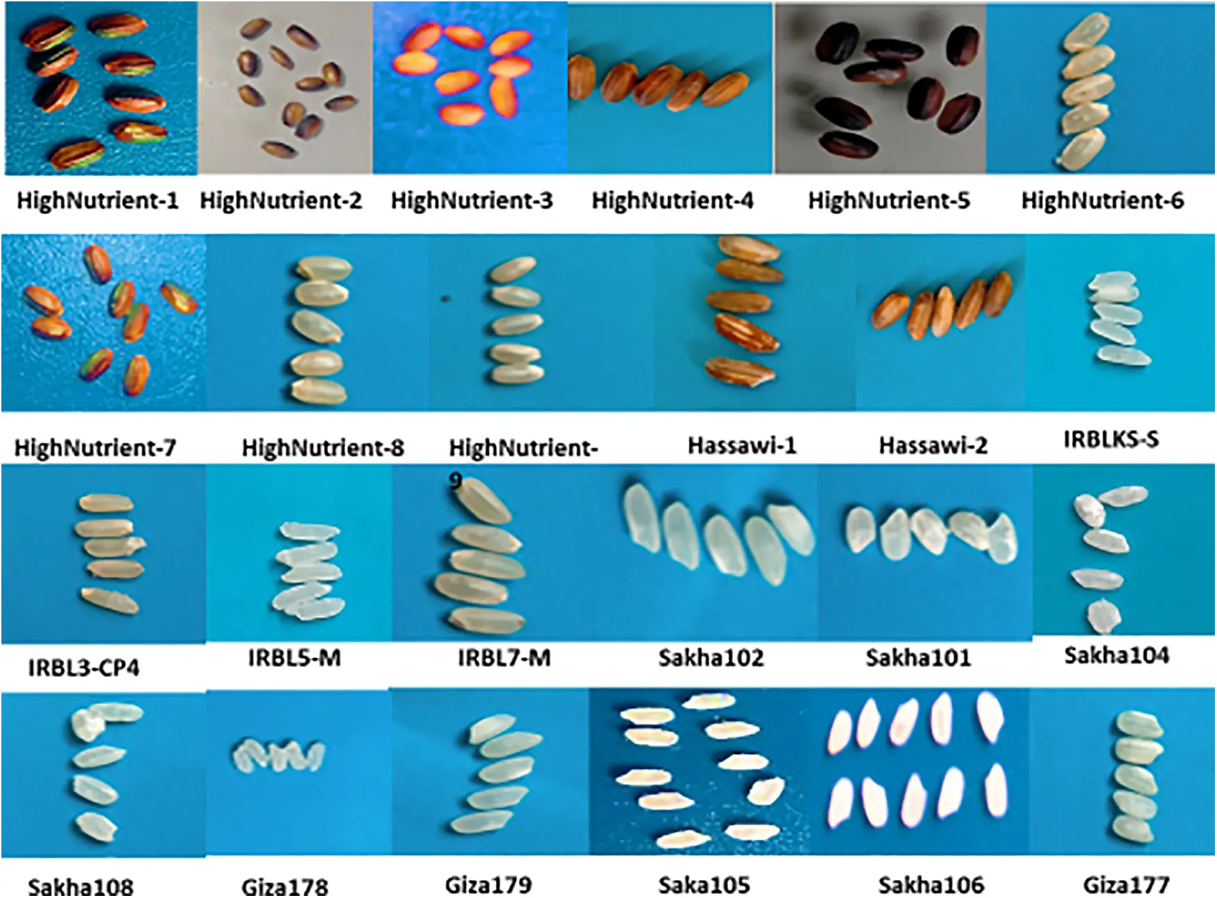 PHYTON | Free Full-Text | Genetic Variability and Phenotypic ...