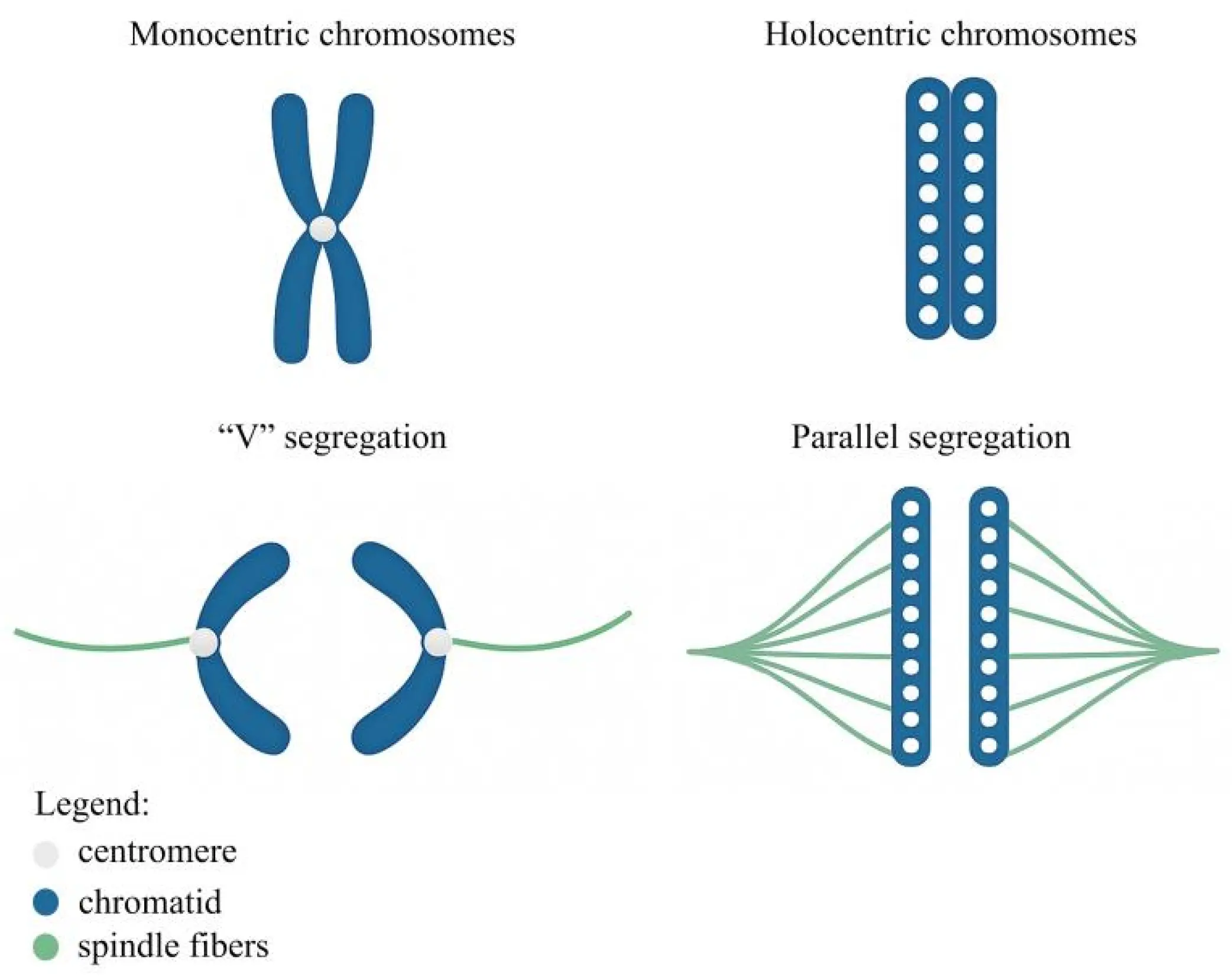 PHYTON | Free Full-Text | Holocentric Chromosomes in Plants: Historical ...
