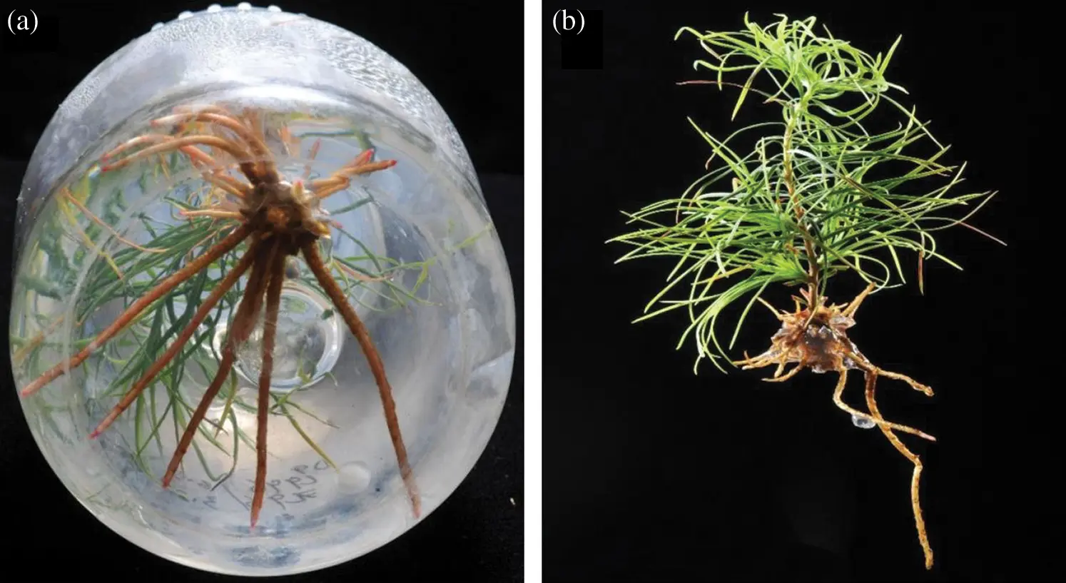Optimization of Factors Influencing Adventitious Rooting in Hybrid Larch