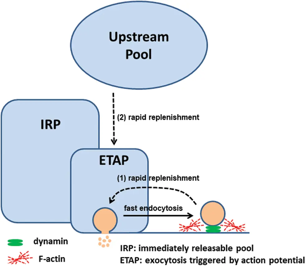 Exocytosis, endocytosis and recycling of secretory vesicles in ...