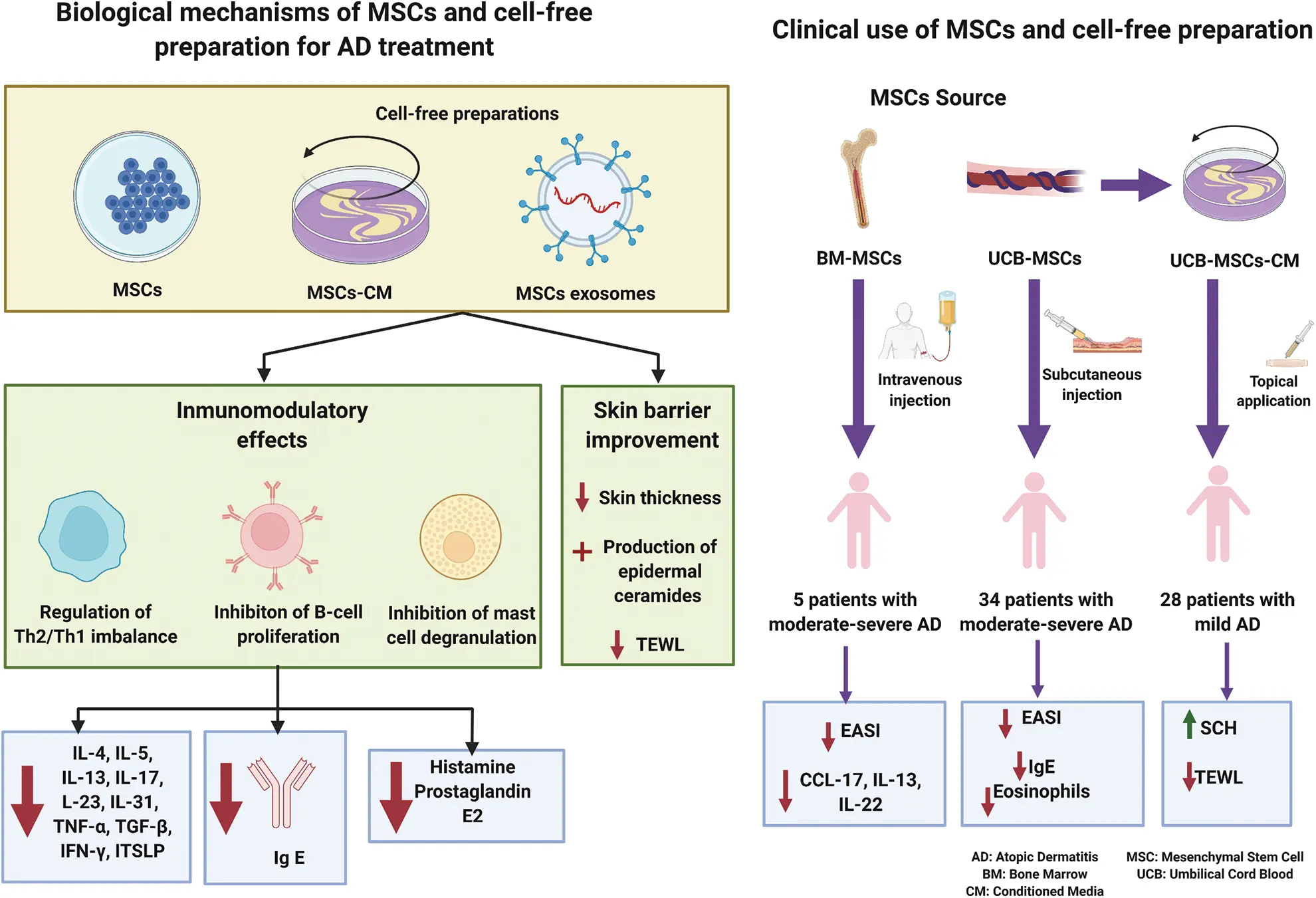 Mesenchymal stem cells and cell-free preparations for treating atopic ...