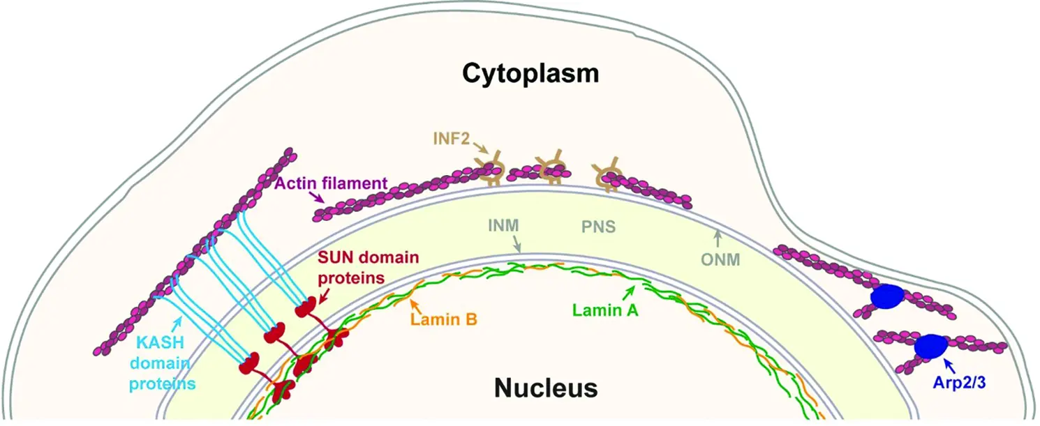 Perinuclear Inclusions LINC complex independent perinuclear actin organization and cell migration