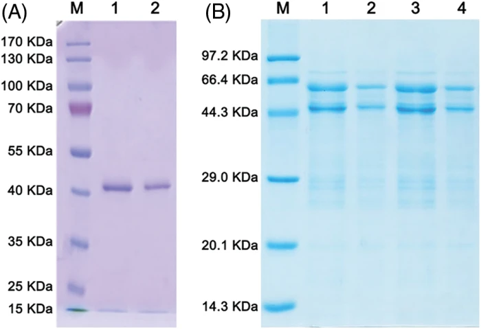 Effects of two vectors on the expression of the NbNAC1
