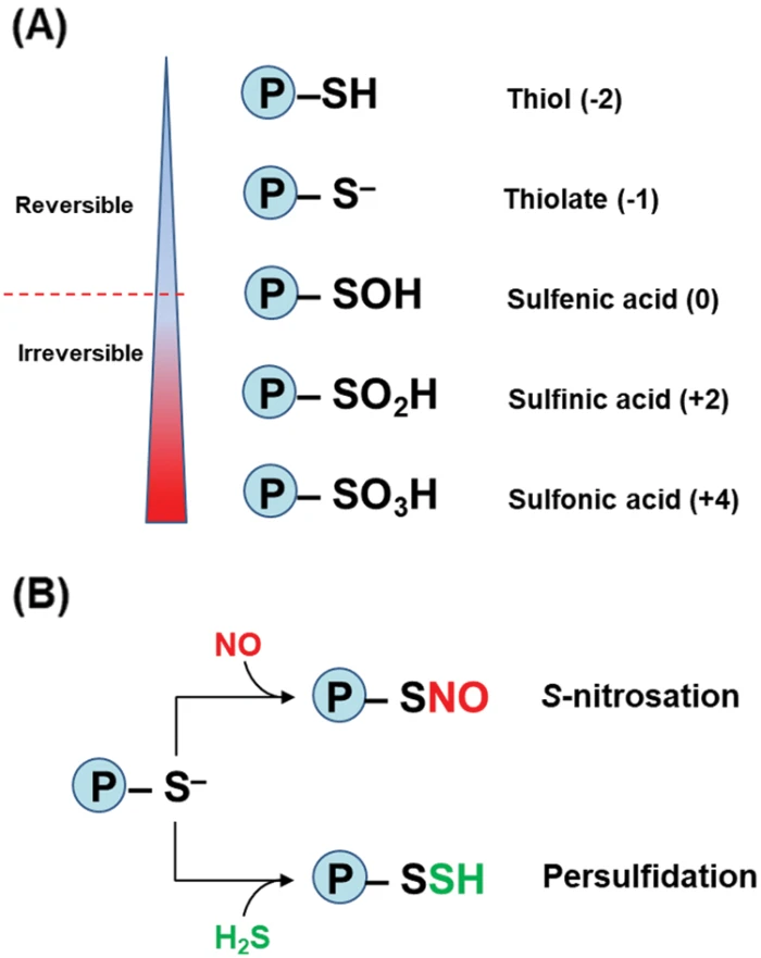 Nitric oxide and hydrogen sulfide share regulatory functions