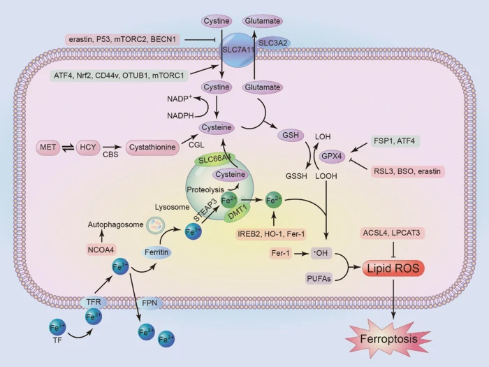 Ferroptosis molecular inducers: A future direction for Ferroptosis molecular inducers: A future direction for