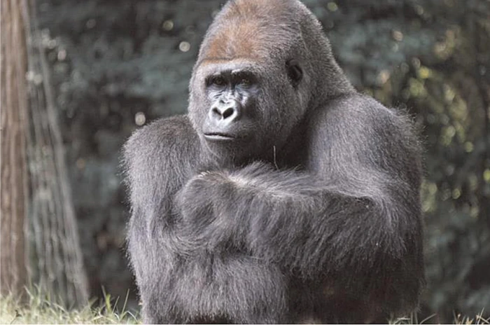 在庫一掃セール売れ筋ランキング An Improved Gorilla Troops Optimizer Based on Lens その他
