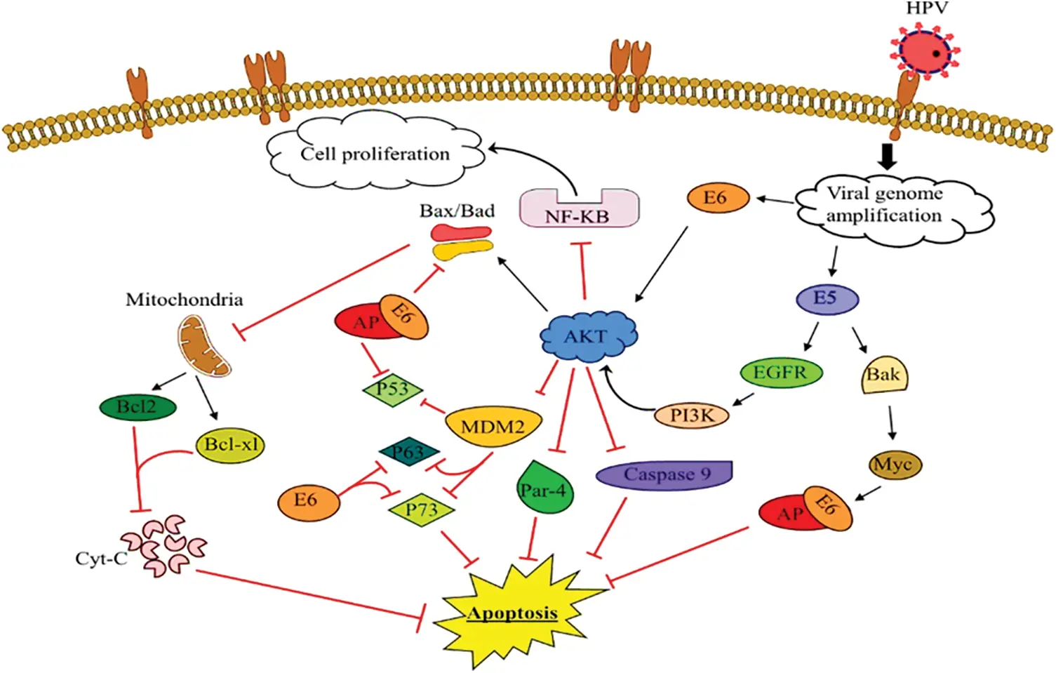 The Effect of Oncogene Proteins of Human Papillomaviruses on Apoptosis ...