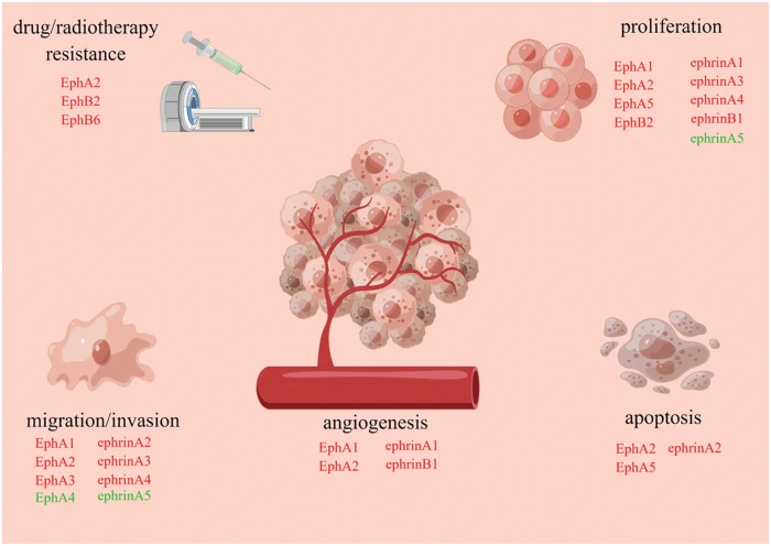 ONCOLOGIE | Free Full-Text | The Eph/Ephrin System in