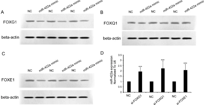 ジョン HBx Downregulates miR-422a Expression via Activation of