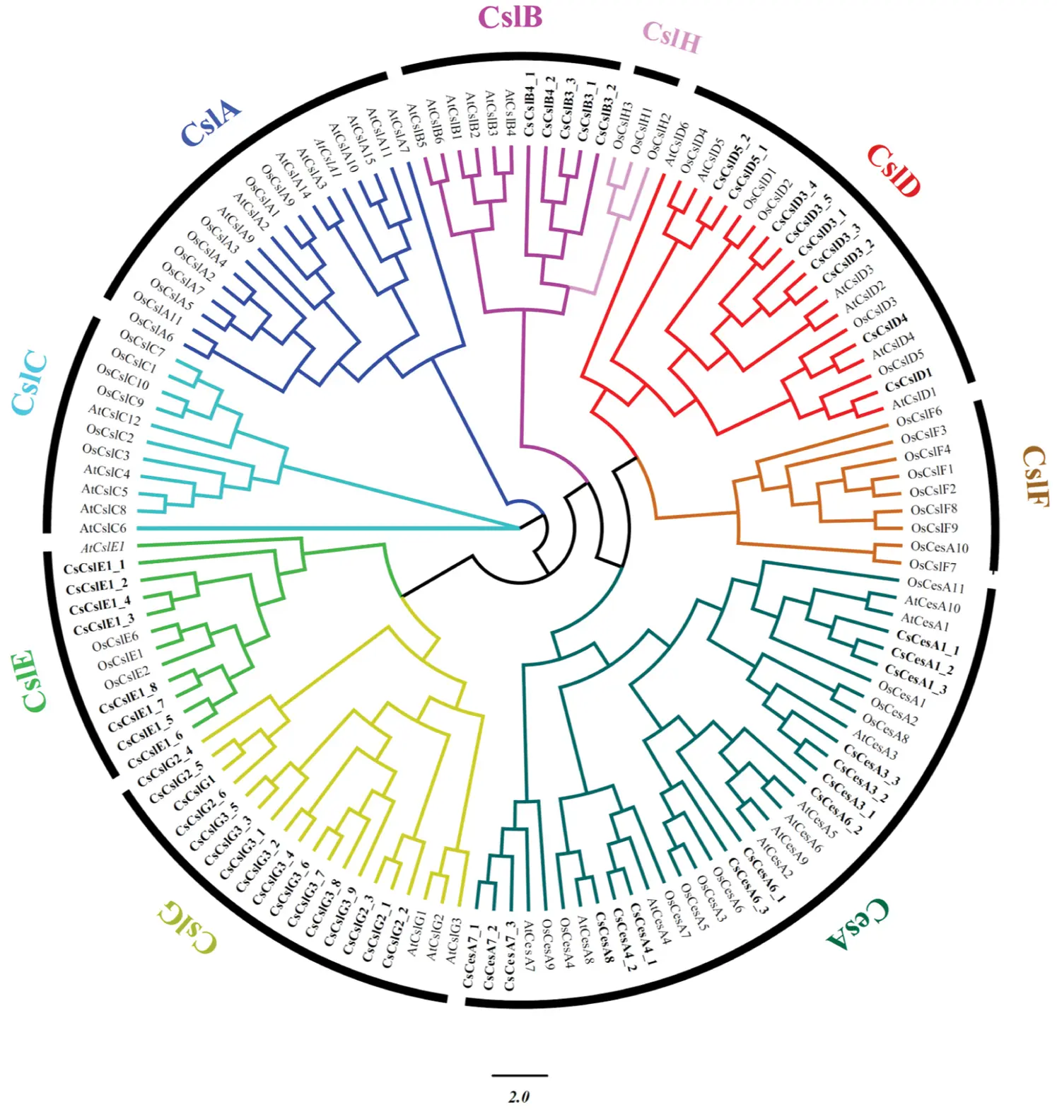 Genome-Wide Characterization of the Cellulose Synthase Gene Superfamily ...