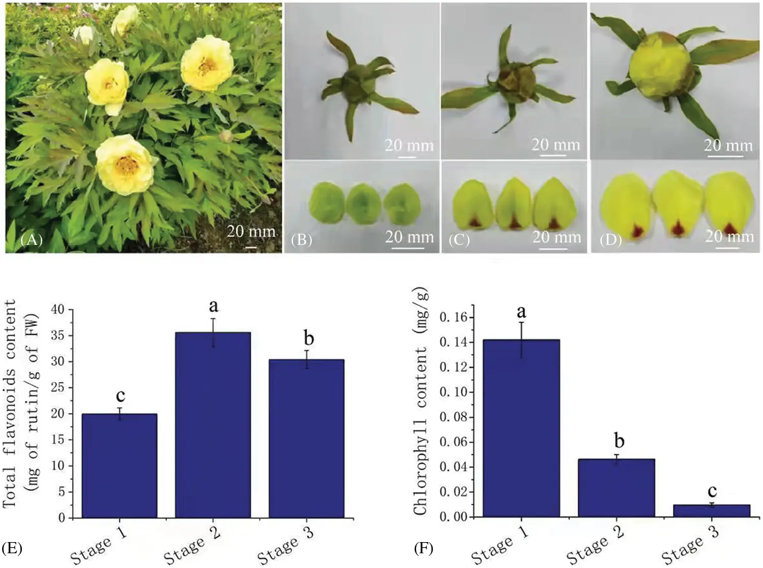 Transcriptome Flower Development Transcriptome Profiling of Flower Development Reveals Key Genes ...
