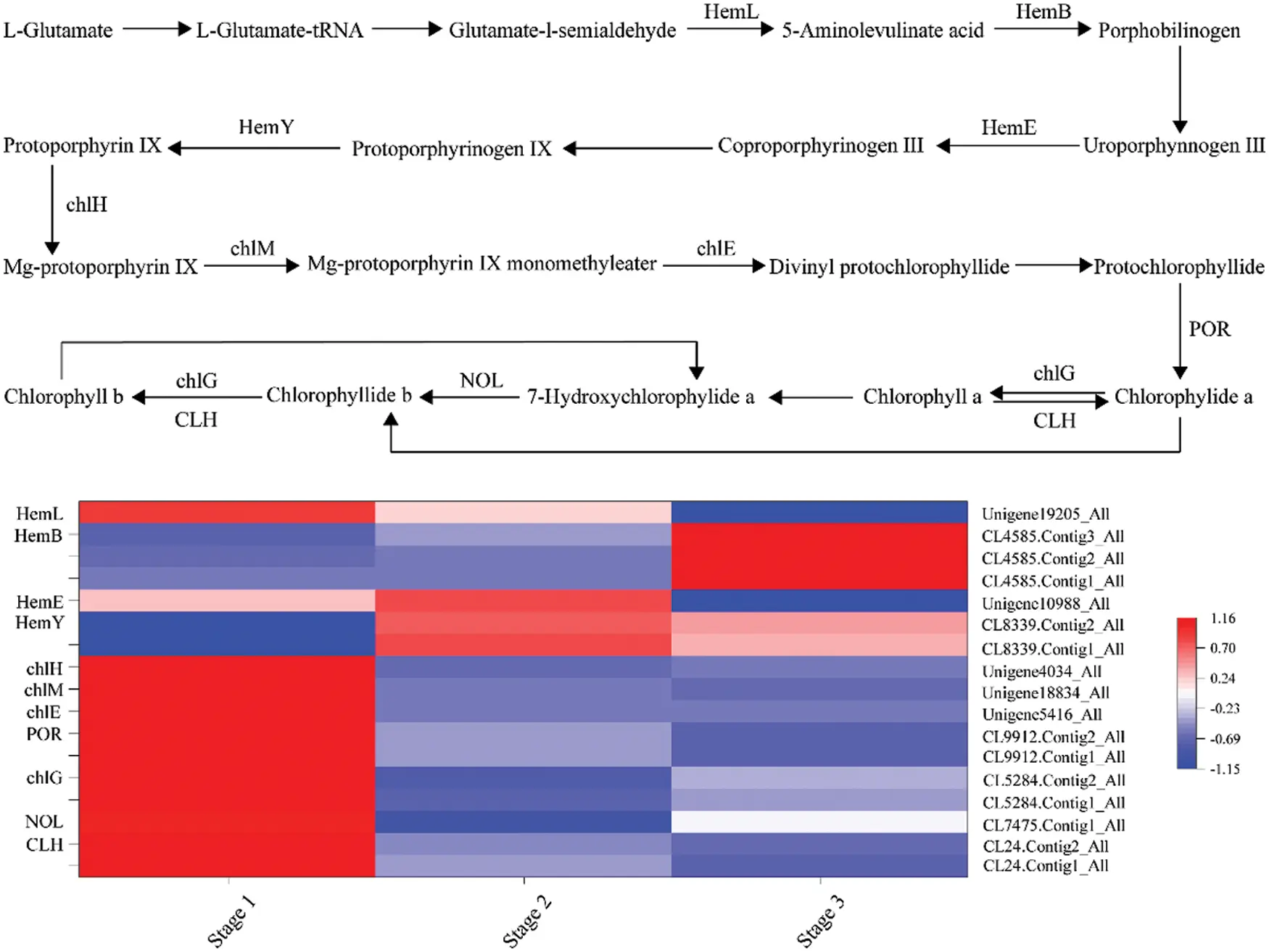 Transcriptome Flower Development Transcriptome Profiling of Flower Development Reveals Key Genes ...