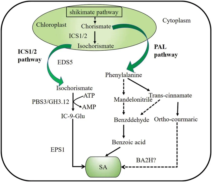 glutathione conjugation of salicylates PHYTON | Free Full-Text Synthesis, Structure and Antioxidant