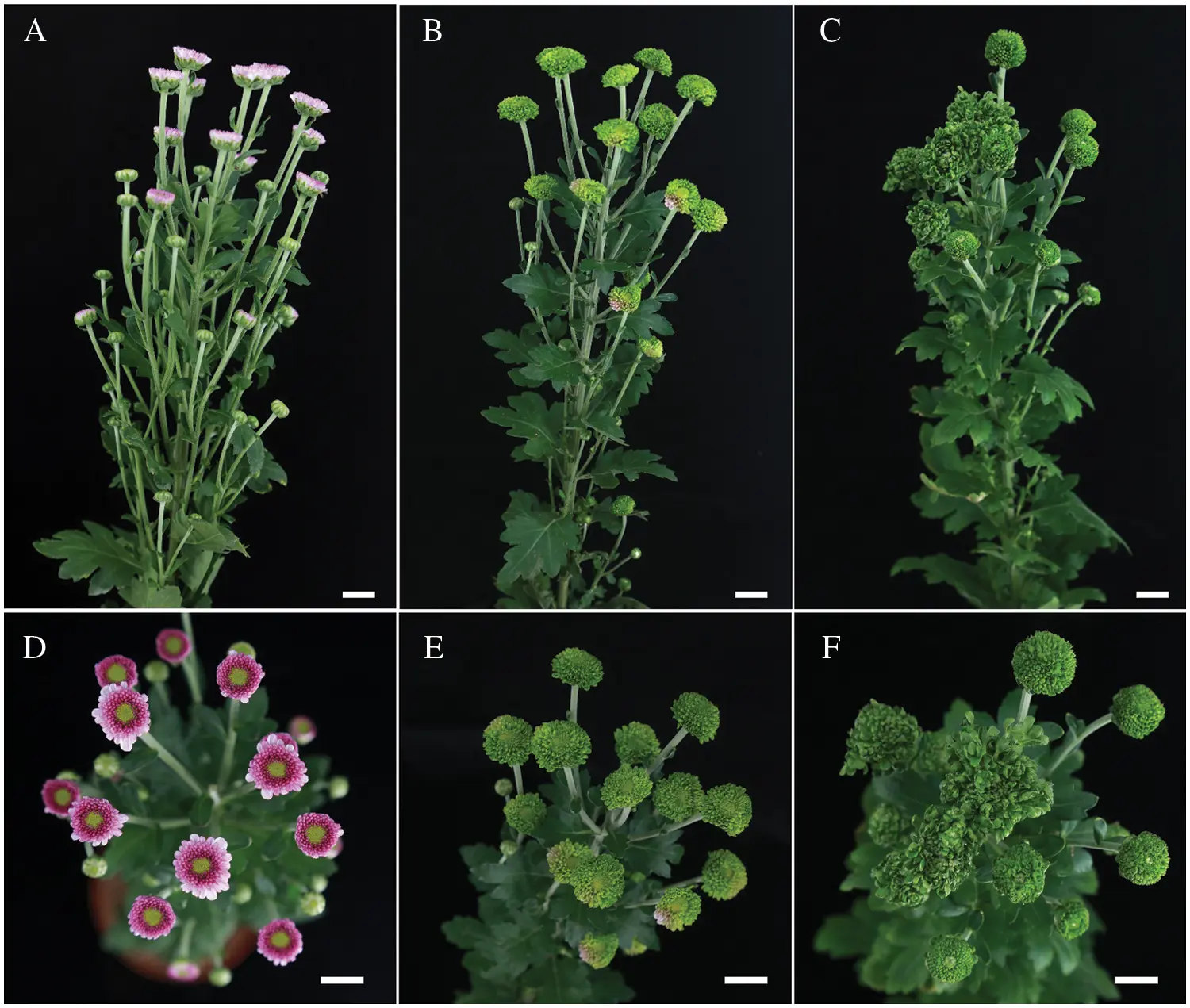 PHYTON | Free Full-Text | B Class Floral Homeotic Genes are Involved in ...