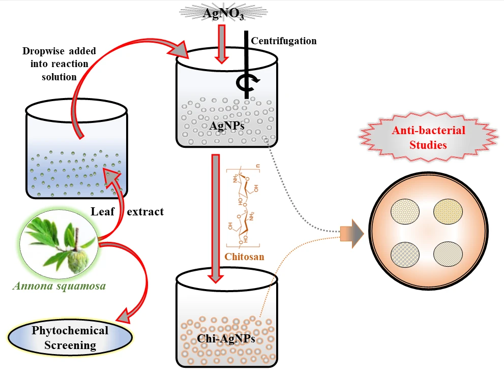 Synthesis, Characterization and Remedial Action of Biogenic Silver Nanoparticles and Chitosan-Silver Nanoparticles against Bacterial Pathogens