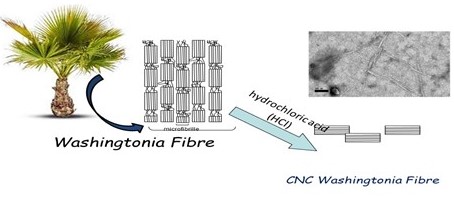 Cellulose Nanocrystal from <i>Washingtonia</i> Fibre and Its Characterization