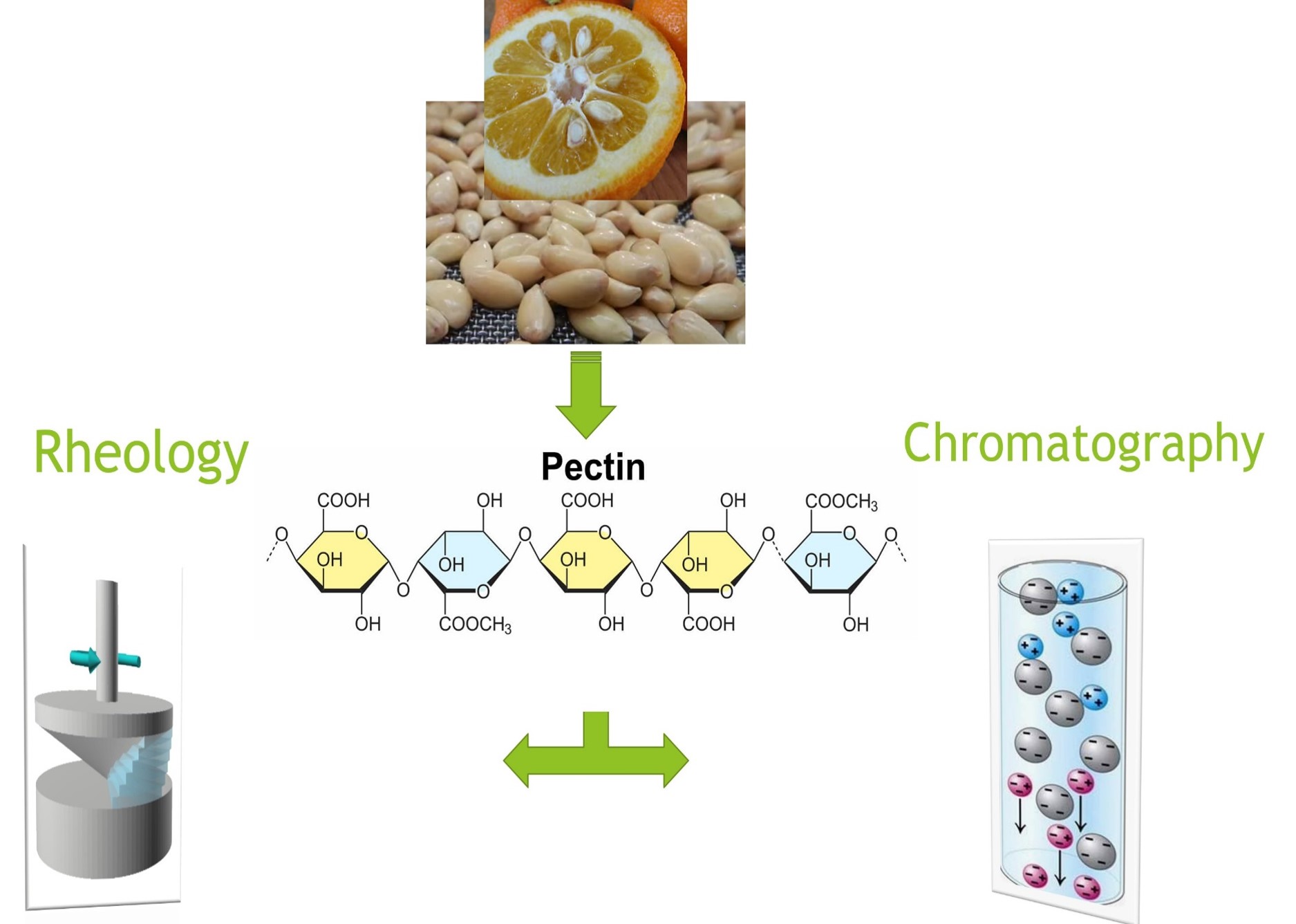 Utilization of Bitter Orange Seed as a Novel Pectin Source: Compositional and Rheological Characterization