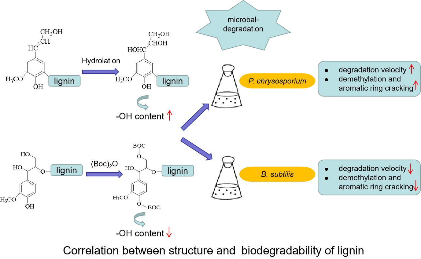 Chemically Modified Lignin: Correlation between Structure and Biodegradability