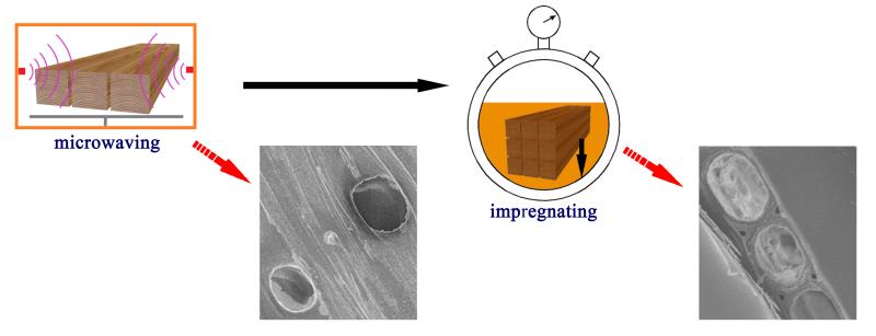 Study on Microwave Pretreatment Technology to Improve the Effect of Shellac Impregnation of Fast-Growing Chinese Fir