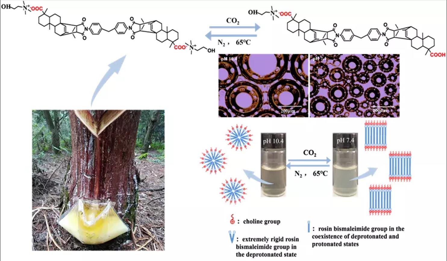 CO<sub>2</sub>-Responsive Smart Foams Stabilized by an Extremely Rigid Bio-Based Surfactant