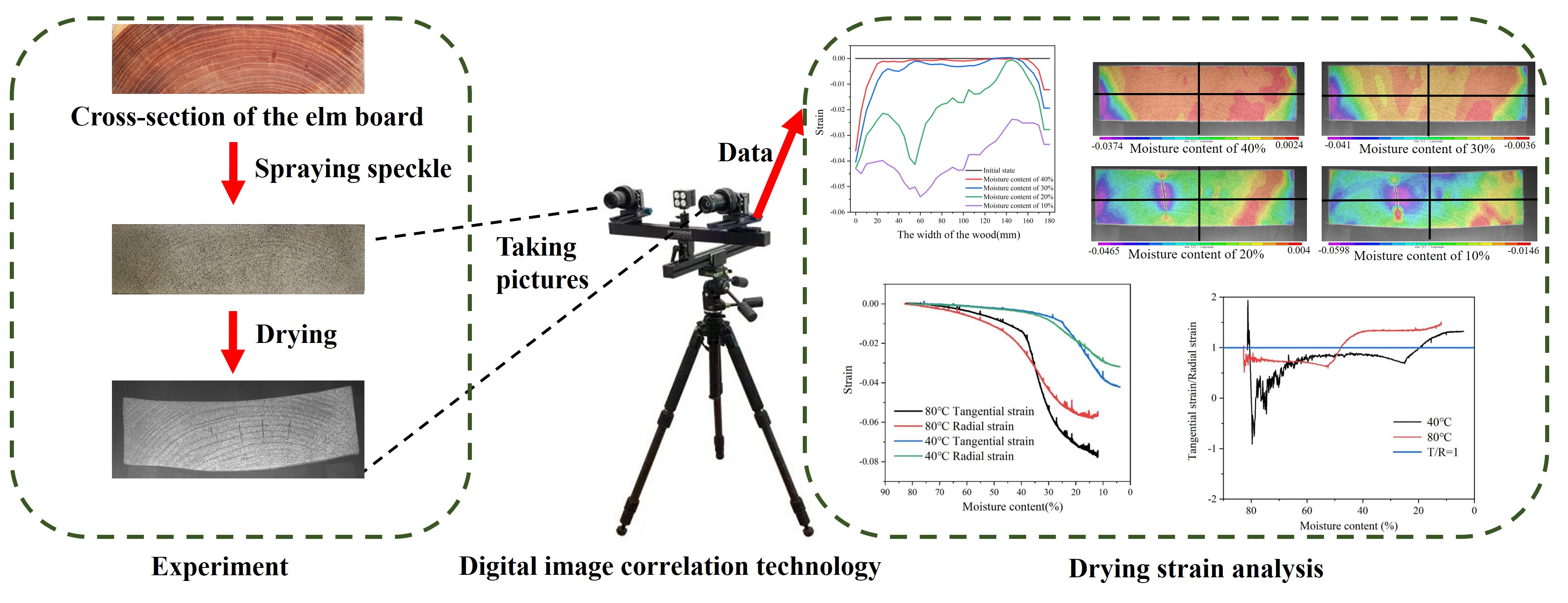 Fine Characterization and Analysis of Drying Strain of the ELM Board via DIC Technology