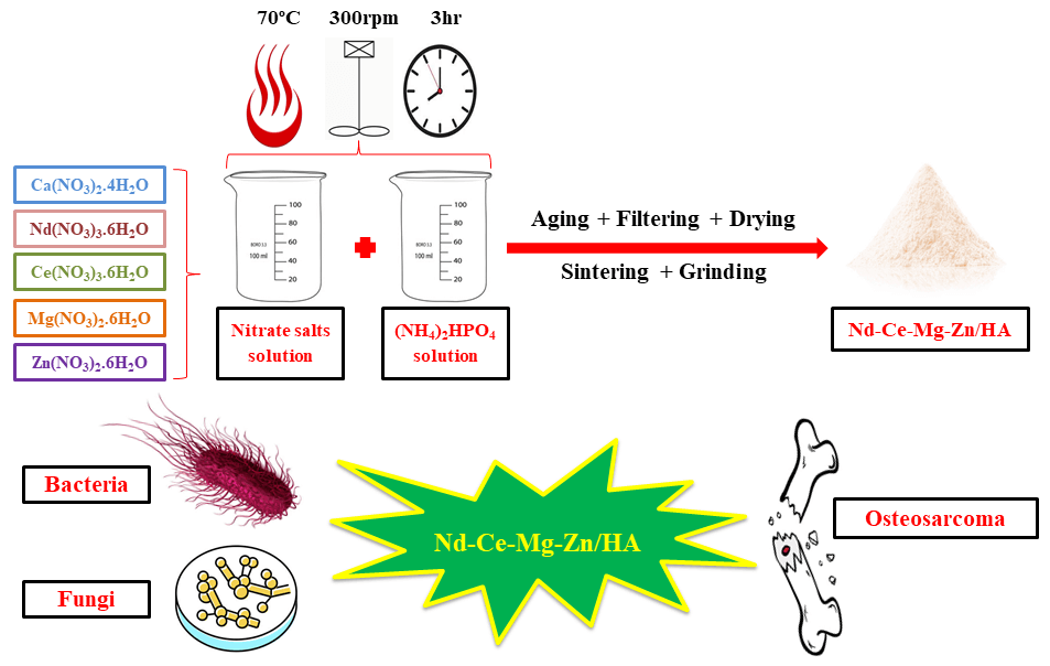 Investigation of the Nd-Ce-Mg-Zn/Substituted Hydroxyapatite Effect on Biological Properties and Osteosarcoma Cells