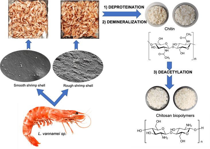 Extraction and Characterization of <i>Litopenaeus vannamei</i>’s Shell as Potential Sources of Chitosan Biopolymers