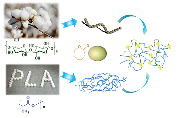 Fully Bio-Based Composites of Poly (Lactic Acid) Reinforced with Cellulose-Graft-Poly-(ε-Caprolactone) Copolymers