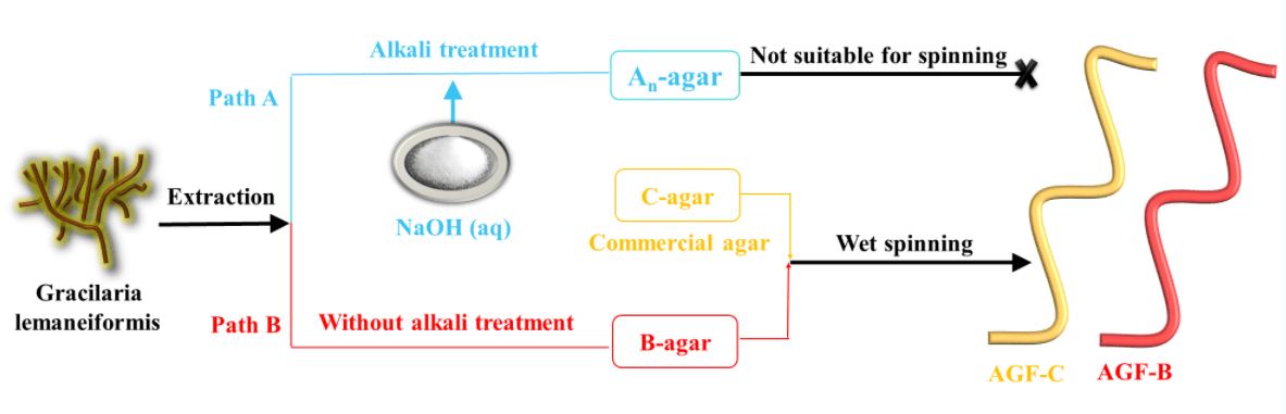 Seaweed Fiber Fabricated with Agar Alkali-Free Extracted from <i>Gracilaria lemaneiformis</i>