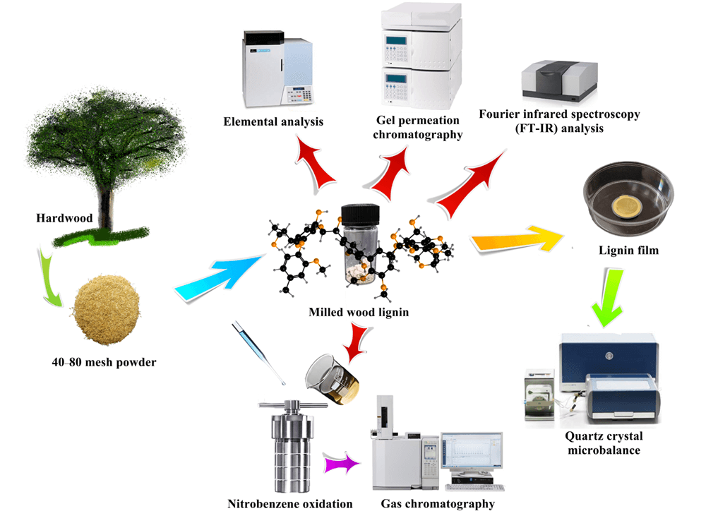 Investigation of the Interaction Mechanism between Lignin Structural Units and Enzyme