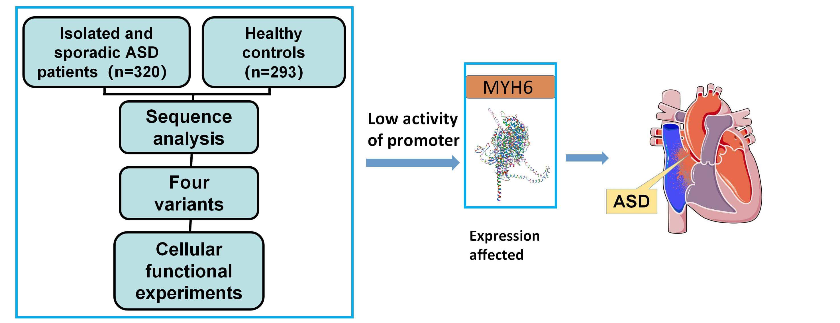 Genetic Analysis of Variants of the <i>MYH6</i> Gene Promoter in Congenital Atrial Septal Defects