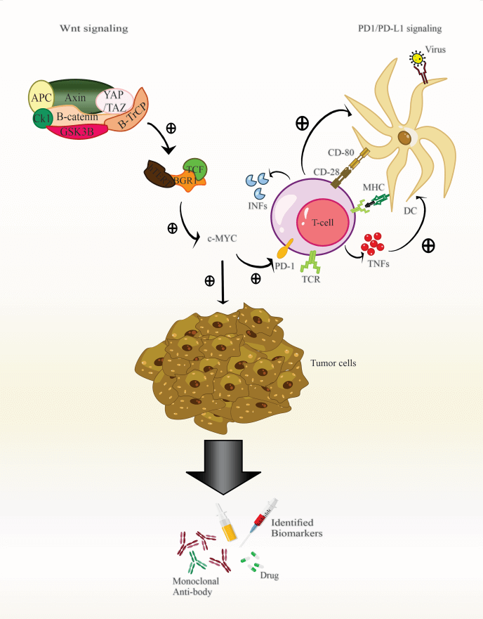 The effect of Wnt/β-catenin signaling on PD-1/PDL-1 axis in HPV-related cervical cancer