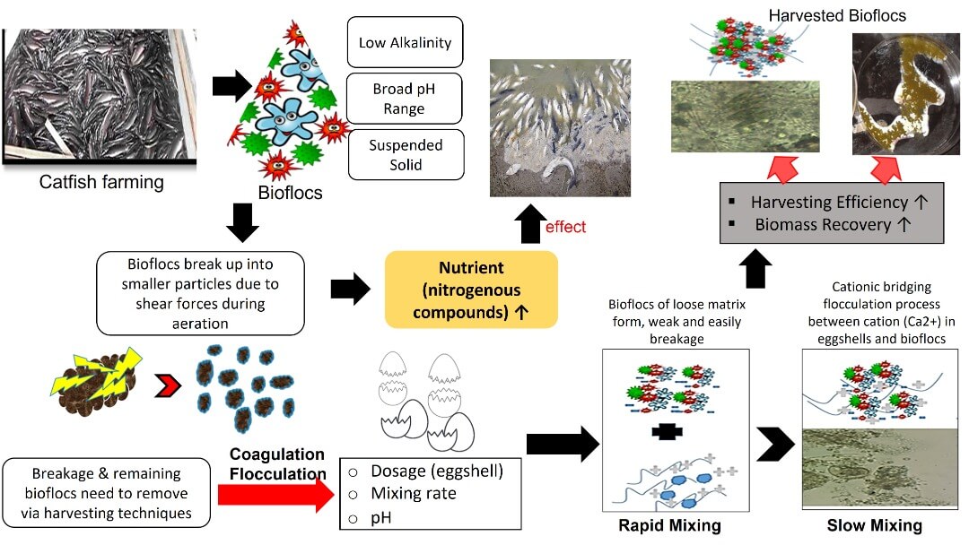 Chicken Eggshell as an Innovative Bioflocculant in Harvesting Biofloc for Aquaculture Wastewater Treatment