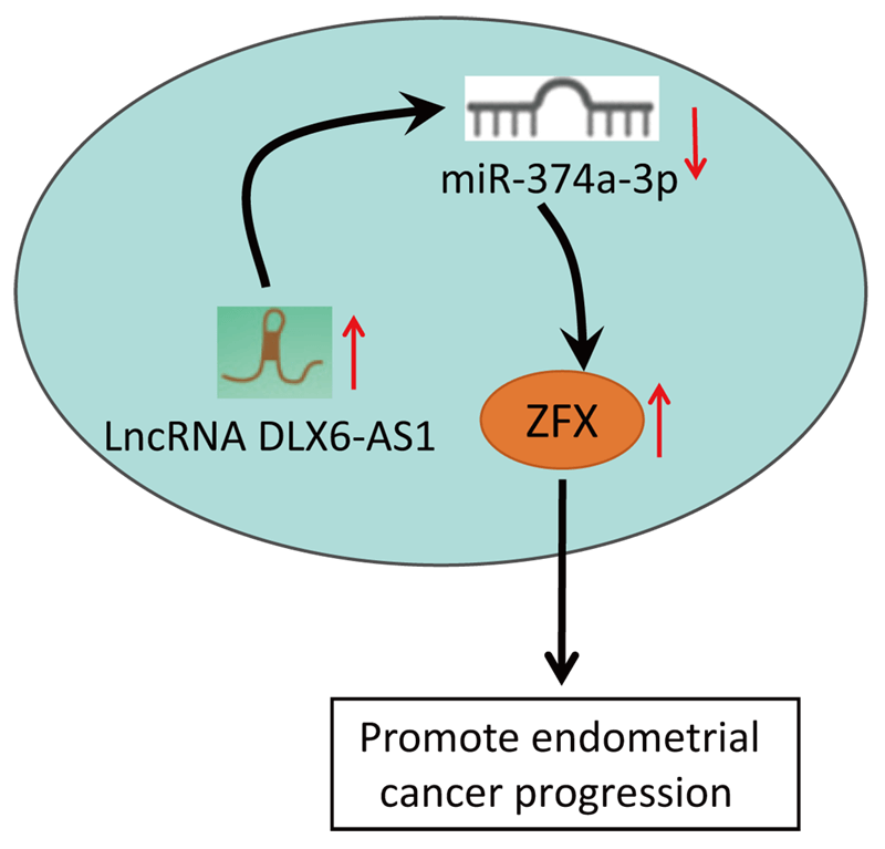 Expression and function of long non-coding RNA DLX6-AS1 in endometrial cancer