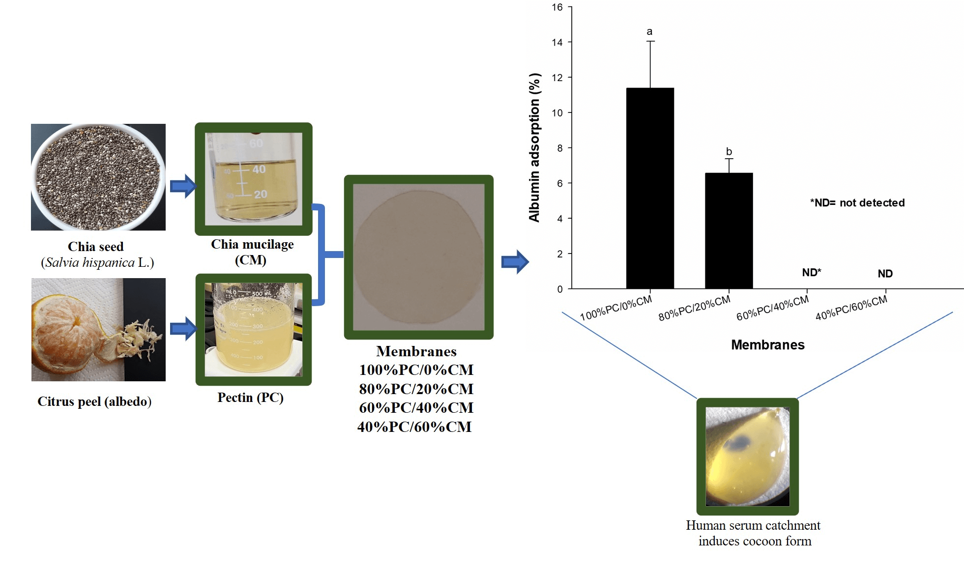 Novel Pectin/Chia-Mucilage Membranes: Human Serum Albumin Adsorption, Biocompatibility, and Physical-Chemical Properties