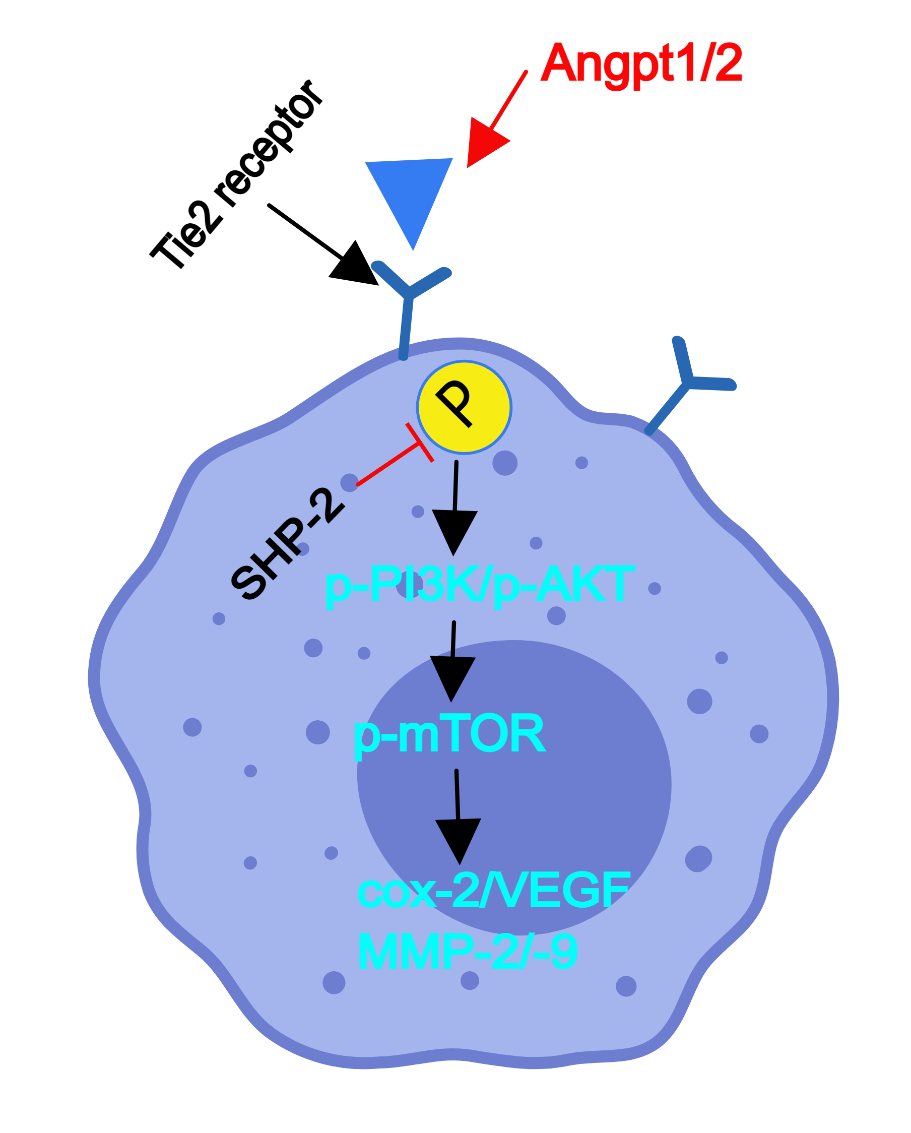 Macrophage-derived SHP-2 inhibits the metastasis of colorectal cancer via Tie2-PI3K signals