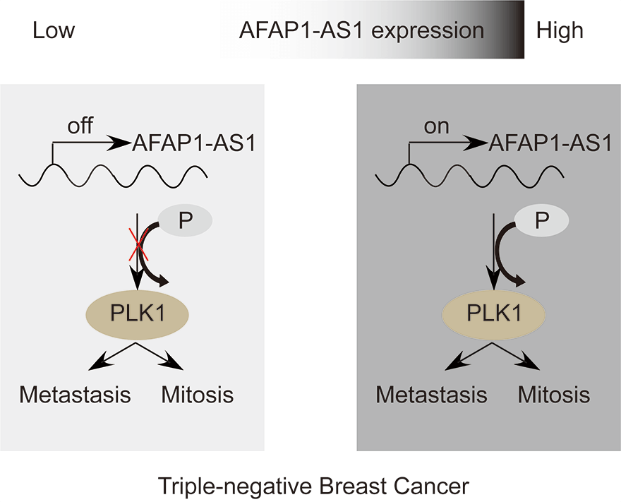 The role of AFAP1-AS1 in mitotic catastrophe and metastasis of triple-negative breast cancer cells by activating the PLK1 signaling pathway