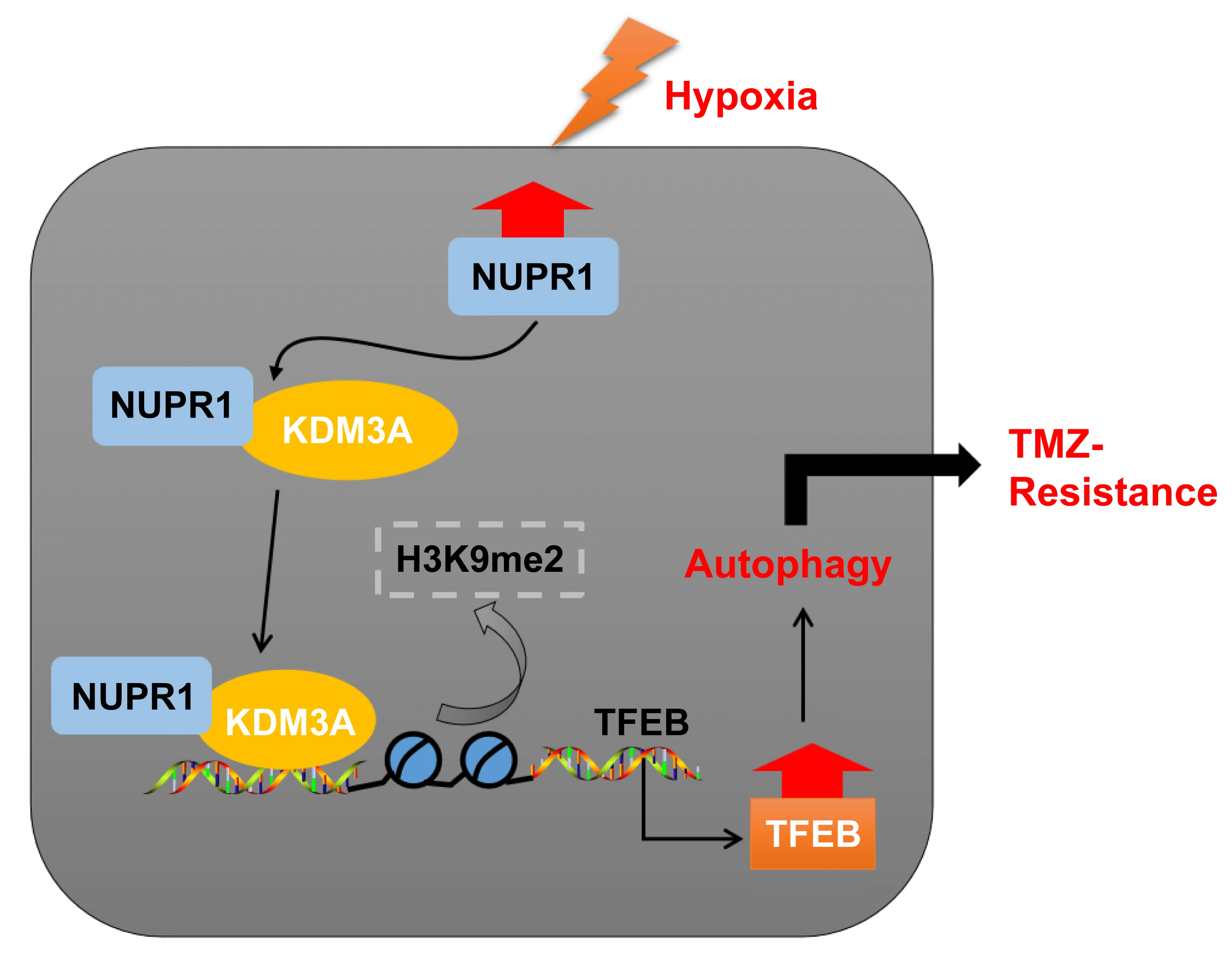 Mechanism of NURP1 in temozolomide resistance in hypoxia-treated glioma cells via the KDM3A/TFEB axis